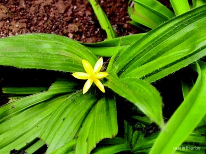 Curculigo orchioides flower10.jpg